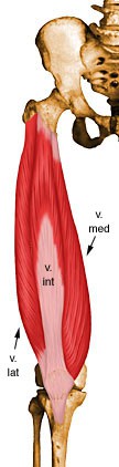 Muskeln der Oberschenkelvorderseite (+ gerader Oberschenkelmuskel)
