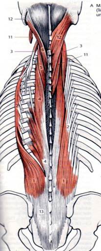 Rückenstrecker im Bereich der LWS (+ bindegewebige Anteile): Rolle