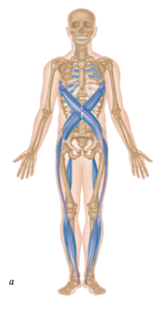 Vordere/ventrale-diagonale Muskelkette