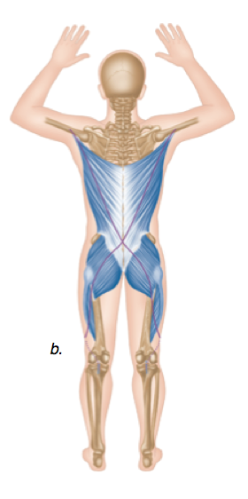 Hintere/dorsale-diagonale Muskelkette