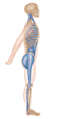 Äußere/laterale Muskelkette (rechte Körperseite)