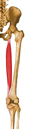 Große Gesäßmuskulatur (+ Oberschenkelrückseite) - Variante a